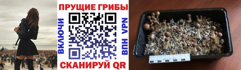 Псилоцибиновые грибы прущие грибы  Купить где  Вытегра 